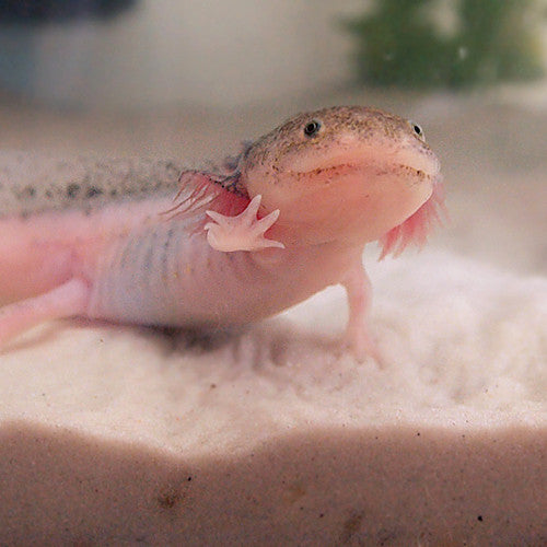 George Michael wishes that you Live long and prosper