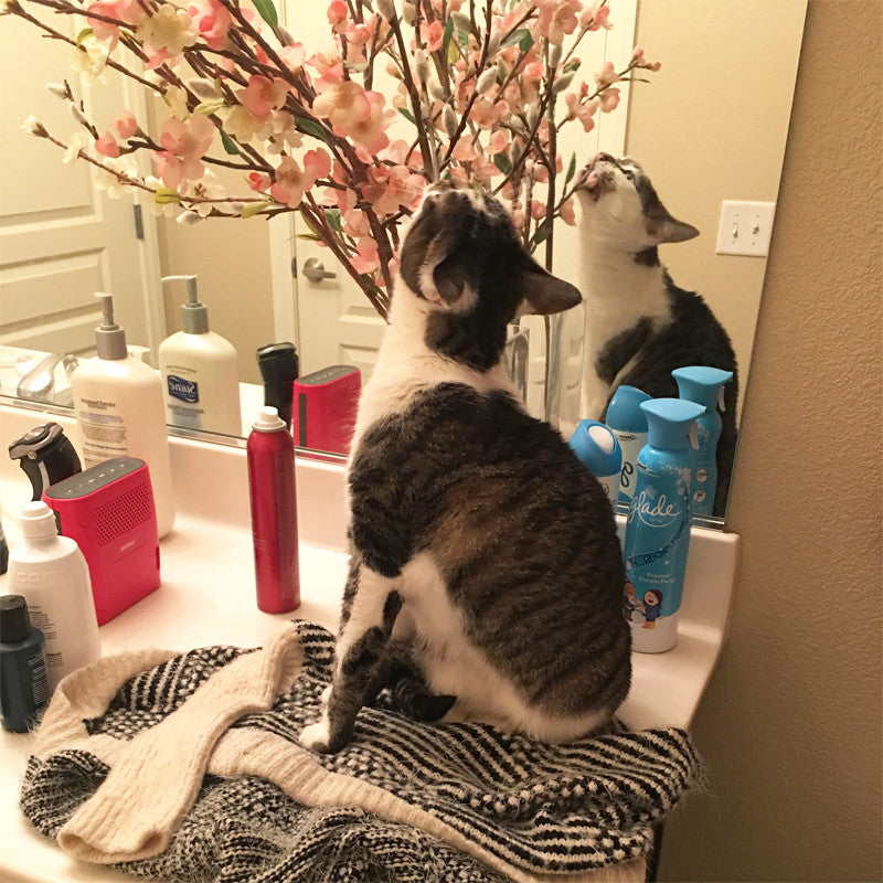 Rosie: "These fake flowers are delicious!"