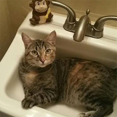 Ashoka the Sink Monitor