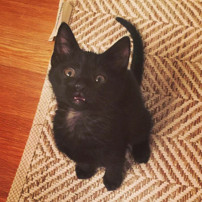 Kiba Baby Vampkitty!