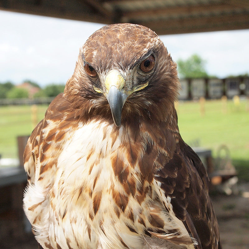 Izzy, our adopted red-tailed hawk at the Avian Reconditioning Center in Apopka, FL.