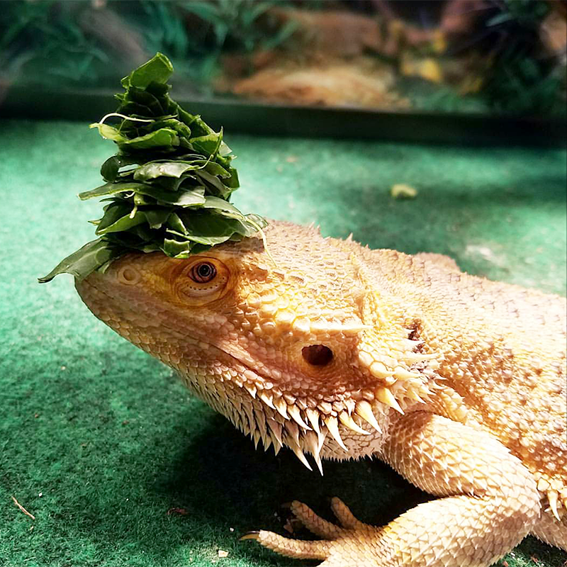 Shenron says, "when you don't feel like eating your vegetables, wear them as a hat instead"