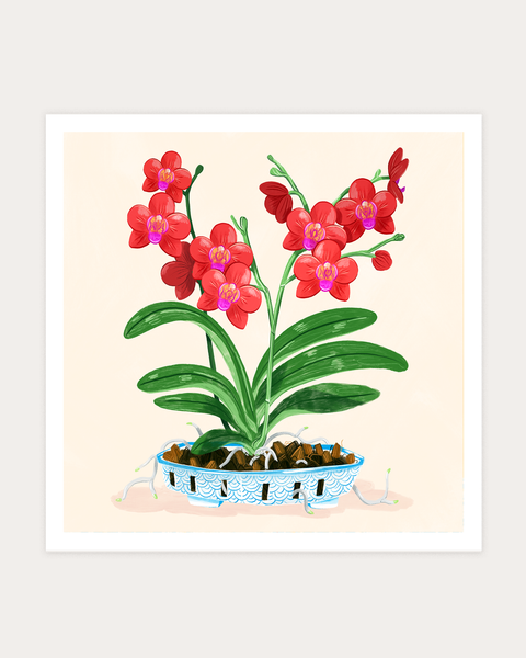 Phalaenopsis orchid